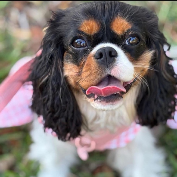 Meet your Posher, Natalia Marie Murphy. Favorite brand is Brunello Cucinelli - Picture 4 of 17